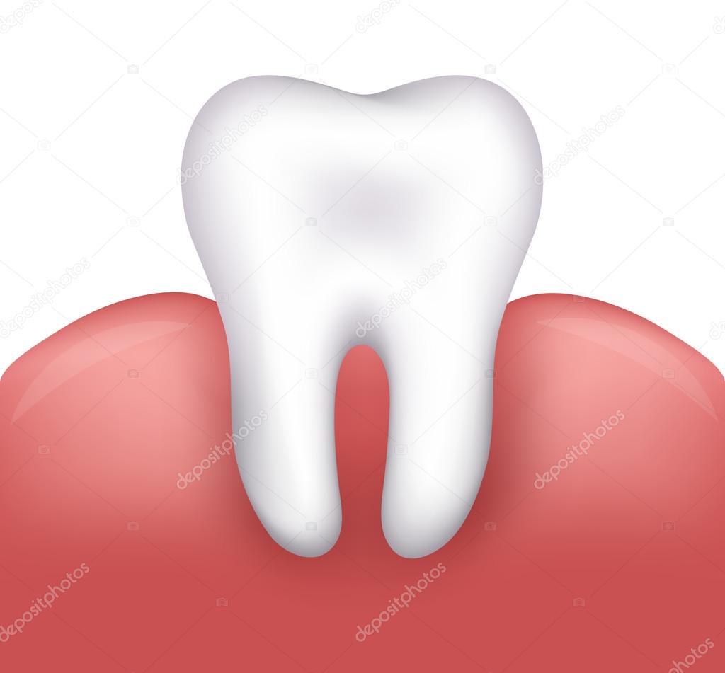 Beautiful healthy tooth and gums