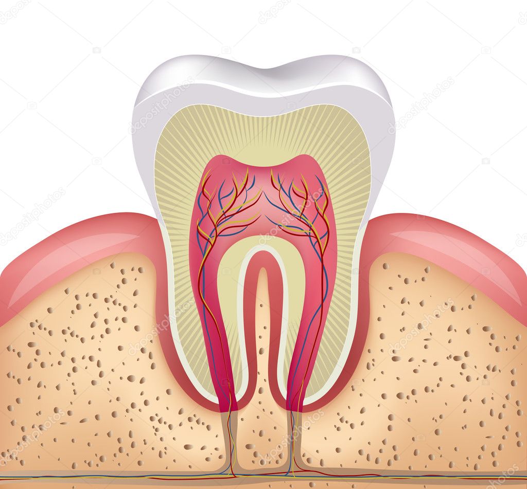 Healthy white tooth, gums and bone illustration