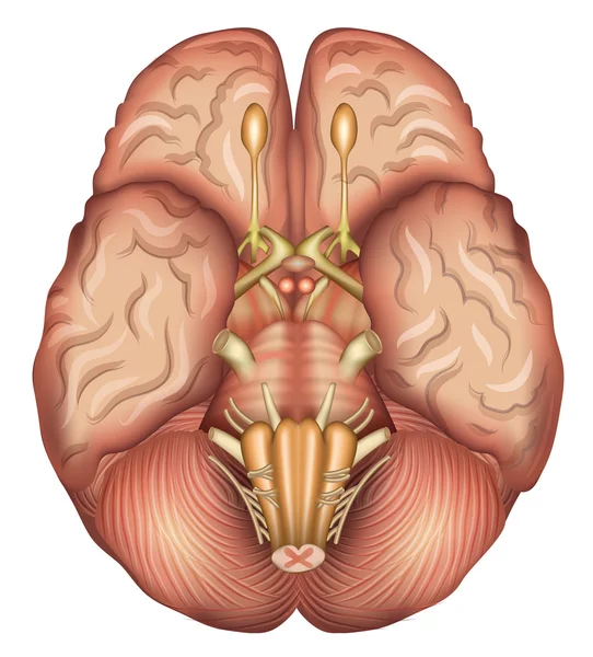 Base de cerebros humanos — Archivo Imágenes Vectoriales