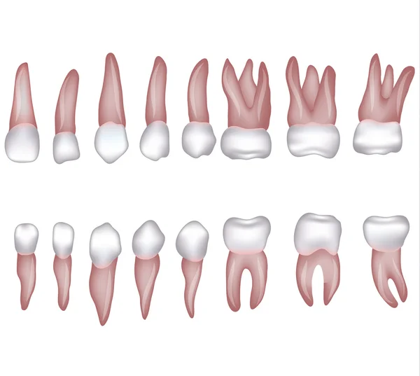 Dientes humanos — Vector de stock