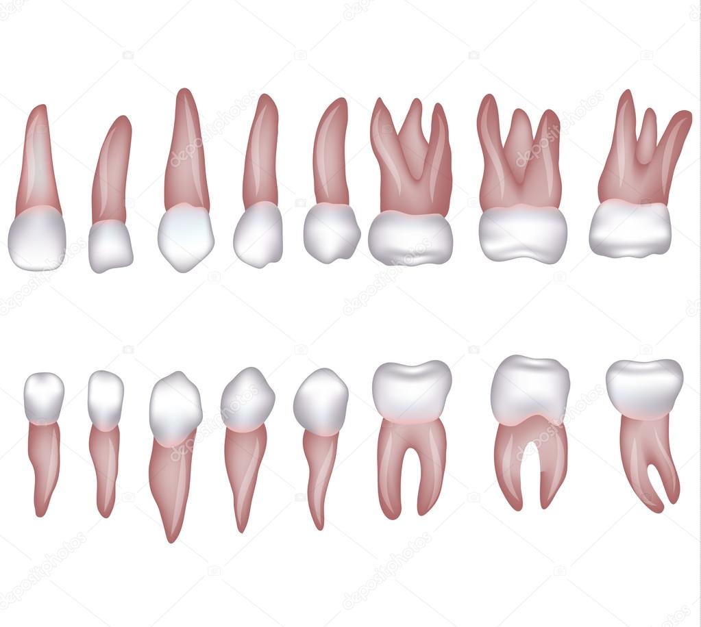 Healthy human teeth illustration. Isolated on white.