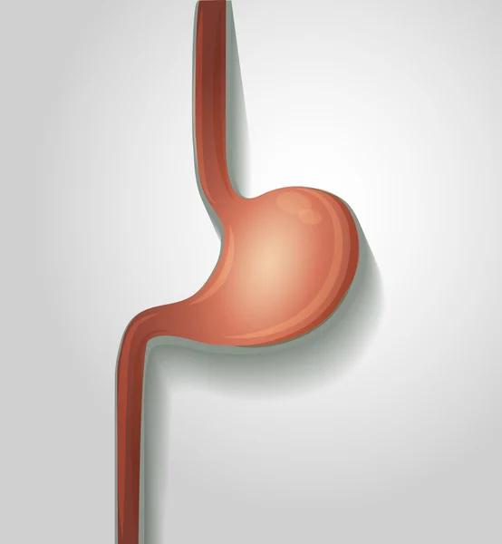 Human stomach — Stock Vector