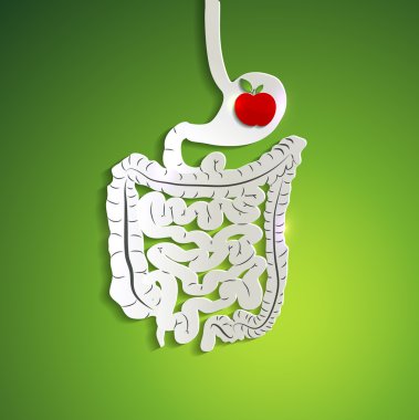 Kağıt sindirim sistemi ve mide içinde elma