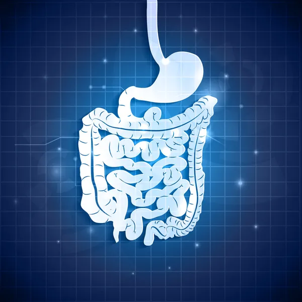 Tractus gastro-intestinal humain — Image vectorielle