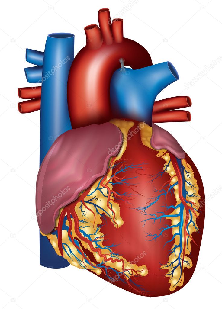 Human heart detailed anatomy, colorful design