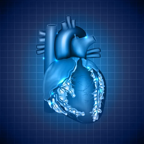 Medizinische Illustration des menschlichen Herzens, abstraktes blaues Design — Stockvektor