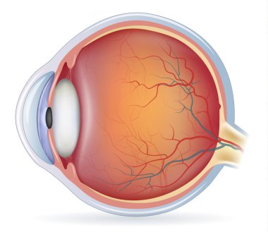 Human eye anatomy clipart