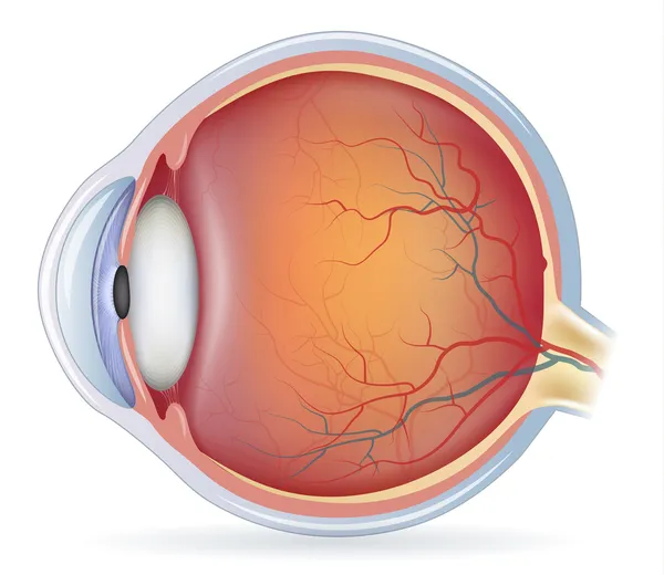 Anatomie oculaire humaine — Image vectorielle