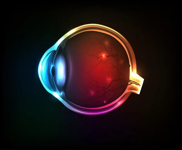 Красиве барвисте людське око — стоковий вектор