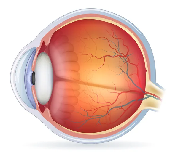 Illustrazione anatomica dettagliata dell'occhio umano — Vettoriale Stock