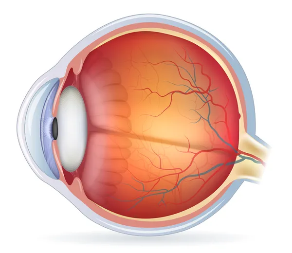 Detaillierte anatomische Darstellung des menschlichen Auges — Stockvektor