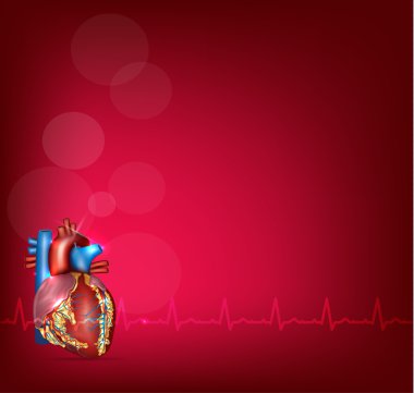 parlak kırmızı bir arka plan üzerinde insan kalp anatomisi