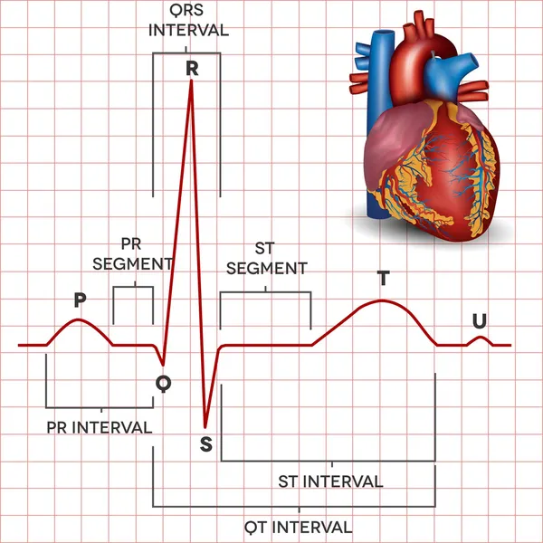 Human heart normal sinus rhythm and heart anatomy — Stock Vector