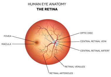 Human eye anatomy, retina clipart