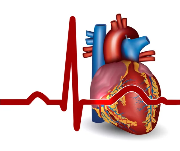 Battito cardiaco umano, isolato su bianco — Vettoriale Stock