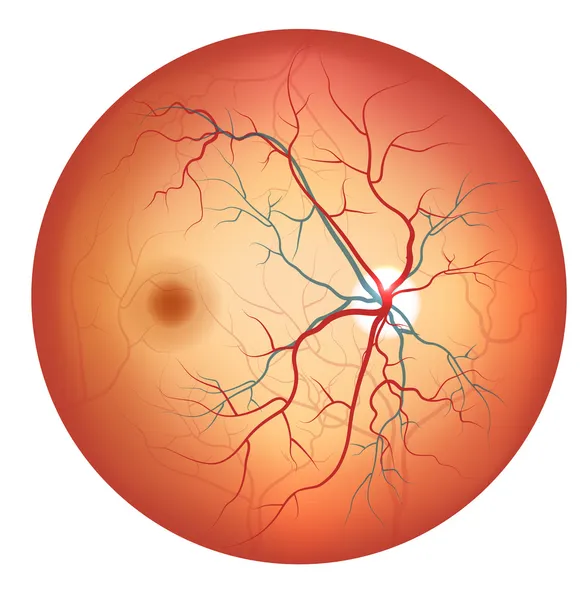 Anatomia dos olhos humanos — Vetor de Stock