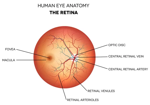 Anatomia dos olhos humanos, retina — Vetor de Stock