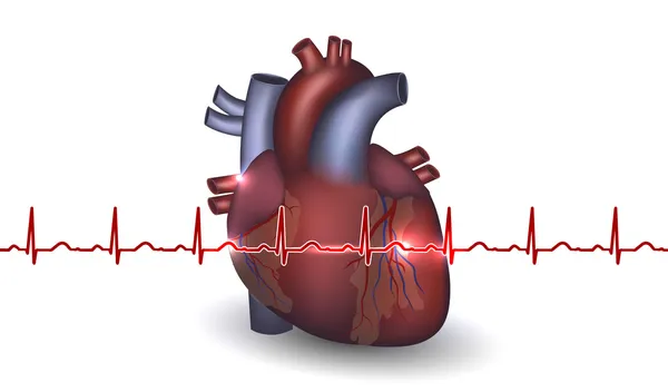 Anatomia cardíaca e cardiograma sobre fundo branco — Vetor de Stock