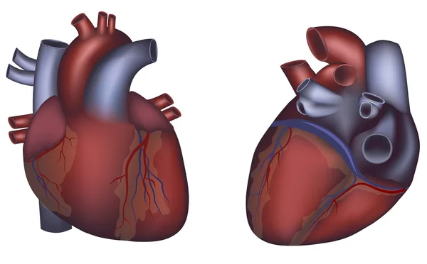 Coração humano anatomia detalhada, design colorido — Vetor de Stock