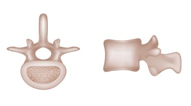 insan vertebra kemikleri