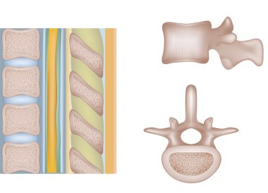 insan vertebral sütunun