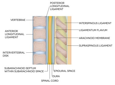 Human vertebral column with description clipart