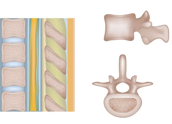 Coluna vertebral humana — Vetor de Stock