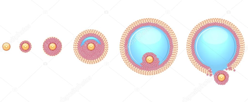 Ovulation process step by step