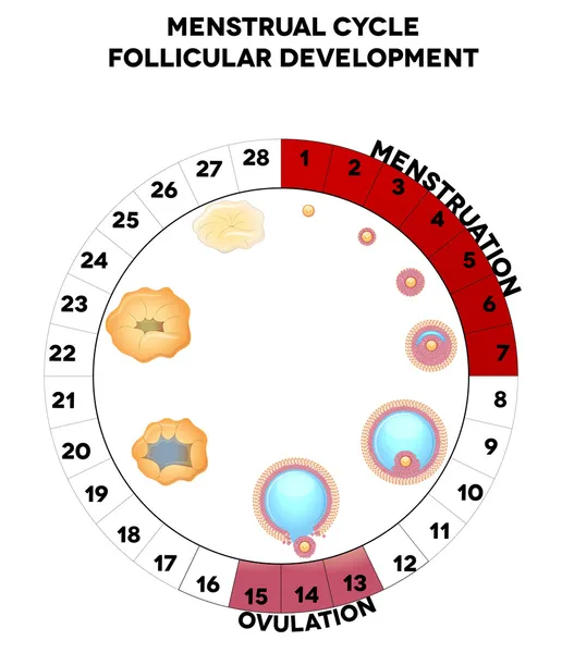 Cycle menstruel graphique, développement folliculaire détaillé — Image vectorielle