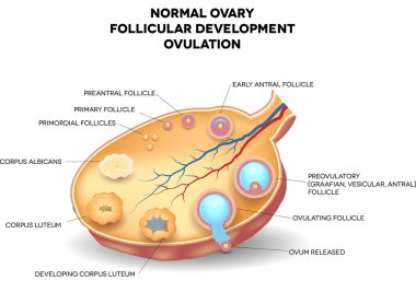 Normal ovary, follicular development and ovulation clipart