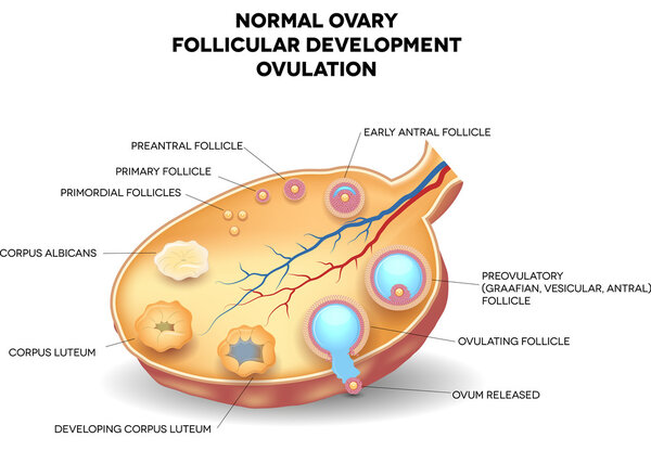 Normal ovary, follicular development and ovulation