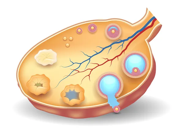 健康な卵巣構造、卵胞の発育 — ストックベクタ