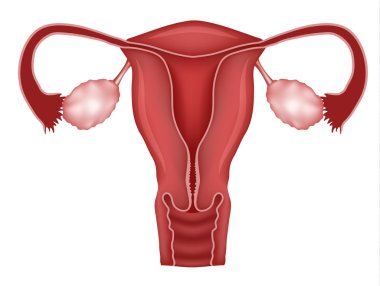Normal female uterus and ovaries illustration clipart