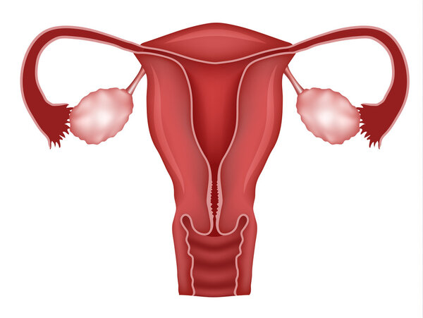 Normal female uterus and ovaries illustration