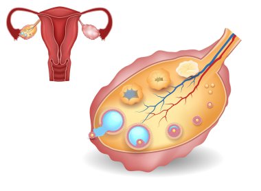 Ovary, detailed follicular development and uterus clipart