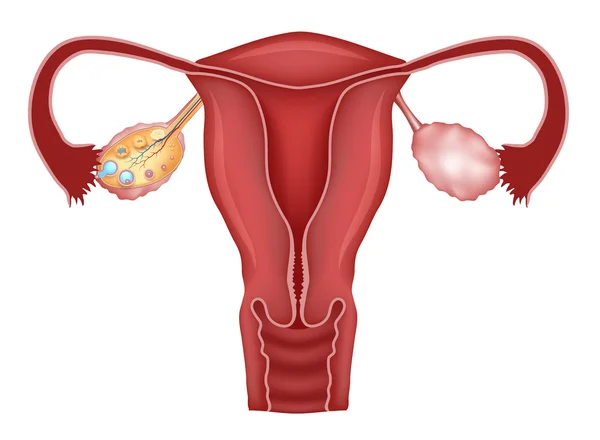 Uterus and follicular development in ovaries — Stock Vector