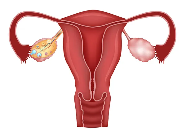 Desenvolvimento uterino e folicular em ovários — Vetor de Stock