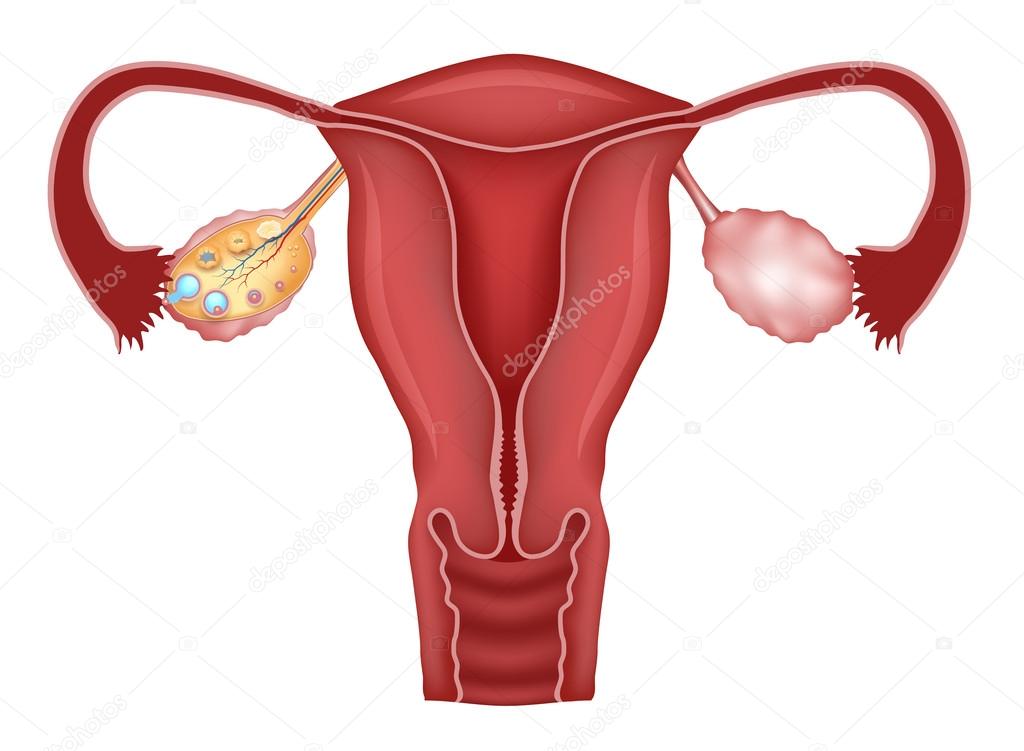 Uterus and follicular development in ovaries