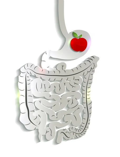 Paper digestive system and apple in the stomach — Stock Vector