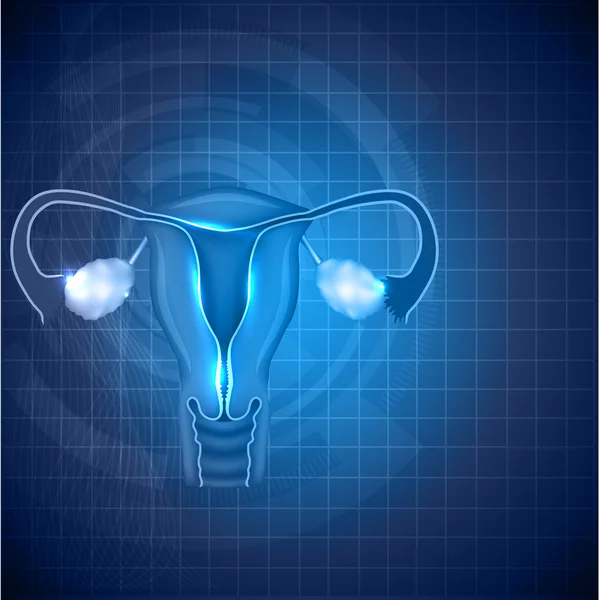 Female reproductive system background, uterus and ovaries — Stock Vector