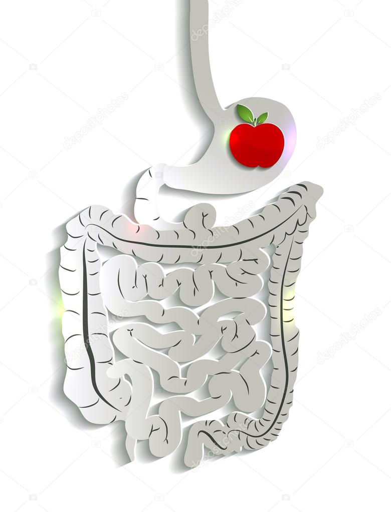 Paper digestive system and apple in the stomach