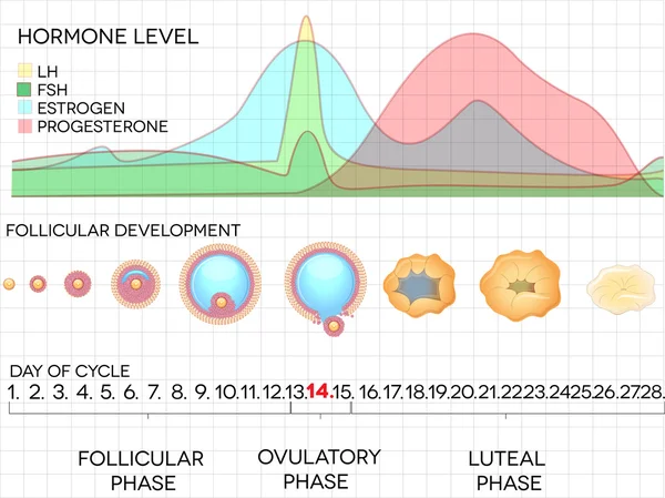 Kobiece cyklu miesiączkowego, poziomy procesu i hormonu owulacji Ilustracja Stockowa