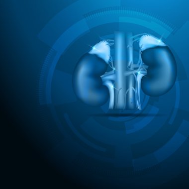 Böbrekler mavi arka plan