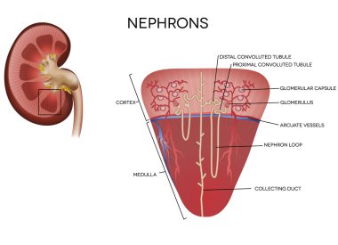 Nephron illustration, part of the kidney clipart