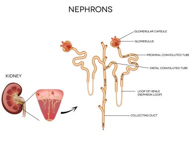 nefron ve glomerulus detaylı tıbbi çizimi
