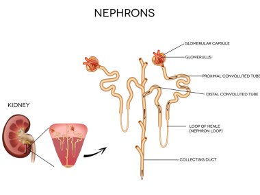 Detailed medical illustration of nephron and glomerulus clipart