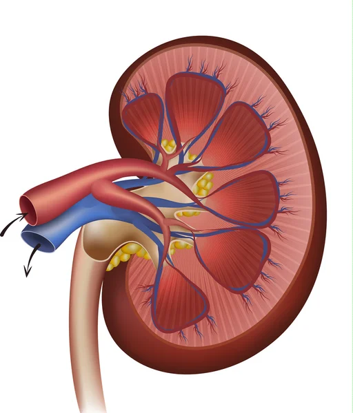 Kidneys — Stock Vector