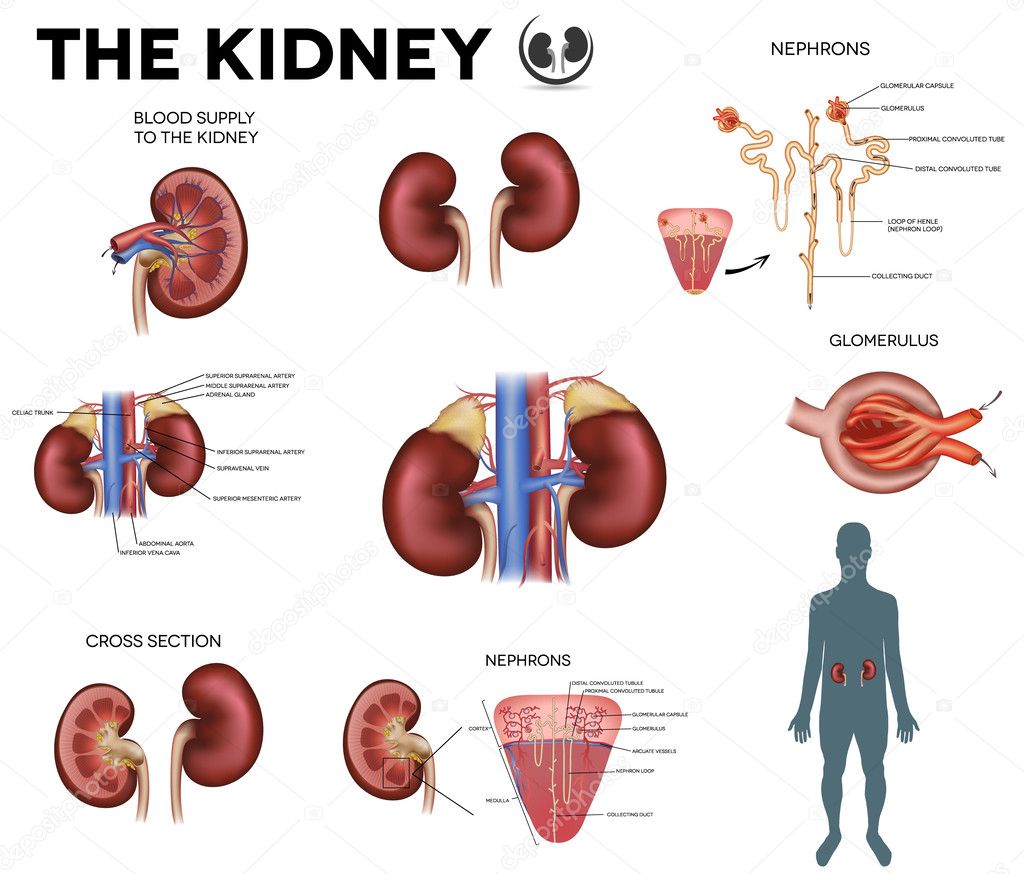 The kidney, diagram.