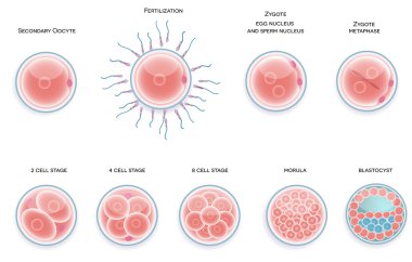 Fertilised cell development. Stages from fertilization till moru clipart