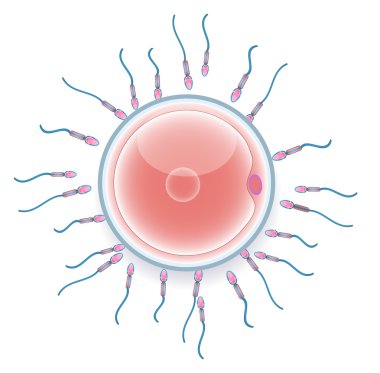 Male sperm fertilize female egg. Colorful medical illustration. clipart